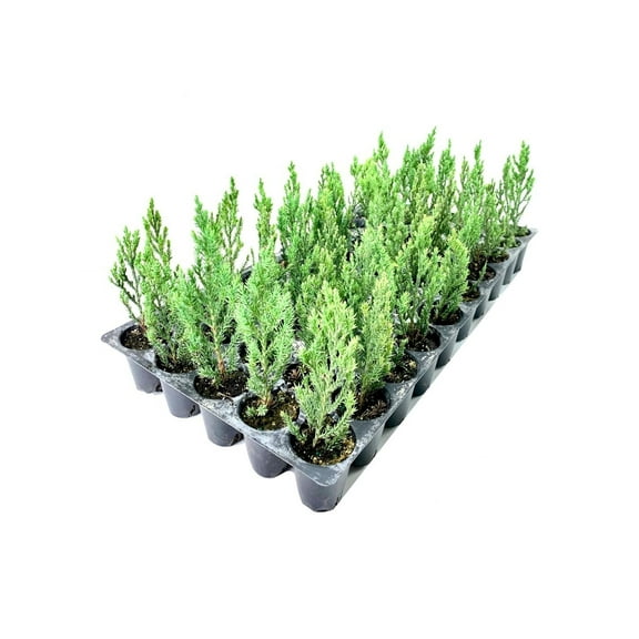 Blue Point Juniper - 20 Live Trees - Juniperus Chinensis - Evergreen Screening Plant