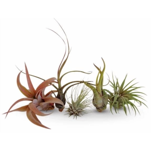 Air Plants Tillandsia Collection of 5 Easy Houseplants for Beginners Small to Medium 1"-6"