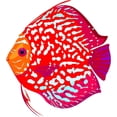 thumbnail image 2 of Red Leopard Discus Fish Wall Mural by Wallmonkeys Peel and Stick Graphic (12 in H x 11 in W) WM3528, 2 of 4
