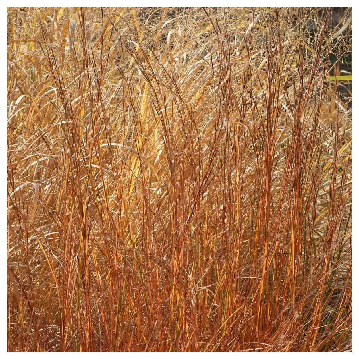 Everwilde Farms - 1 lb Little Bluestem Native Grass Seeds - Gold Vault Bulk Seed Packet