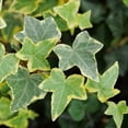 thumbnail image 2 of Variegated Ivy Plant, 4 Inch Pot, Hardy English Ivy Groundcover Houseplant, 2 of 5