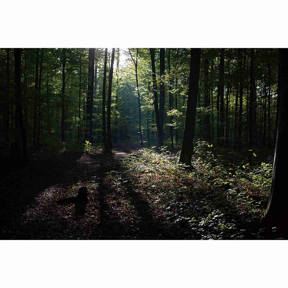 Enchanted Forest Photography Backdrop Natural Spring Summer Autumn Winter Field Tree Photo Background Fairy Photo Booth