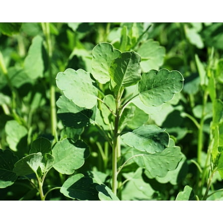 25 PAPALO Yerba Porosa, Summer Cilantro, Bolivian Coriander, Porophyllum Ruderale Culinary Herb Seeds