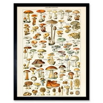 Millot Encyclopedia Page Mushrooms Fungus Illustration Framed Wall Art Picture Print 12x16 inch