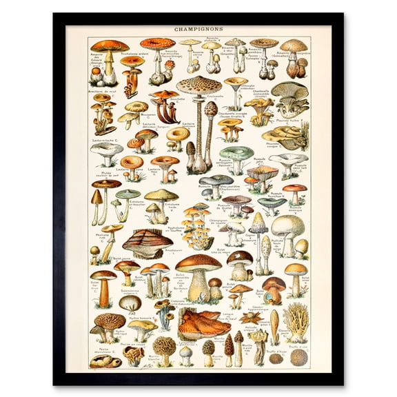 Millot Encyclopedia Page Mushrooms Fungus Illustration Framed Wall Art Picture Print 12x16 inch