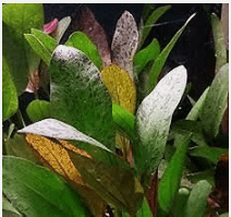 Red Rubin Sword (Echinodorus ‘Rubin’) Live Aquarium Plant – Easy Red Freshwater Plant