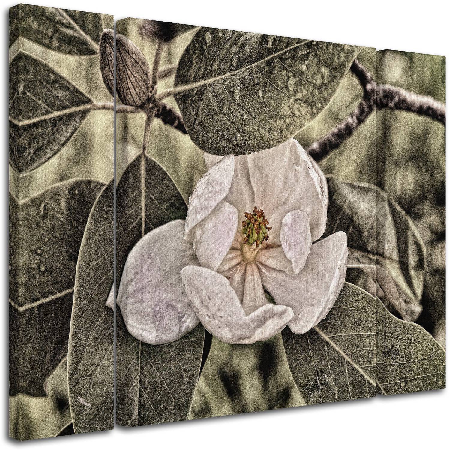 Trademark Fine Art ''White Magnolia'' by Lois Bryan 30" x 41" Multi Panel Art Set Large (886511916821)