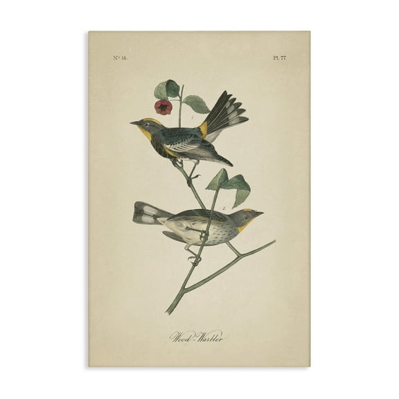 Stupell Industries Vintage Warbler Page Animals & Insects Painting Gallery Wrapped Canvas Art Print Wall Art, 16 x 24