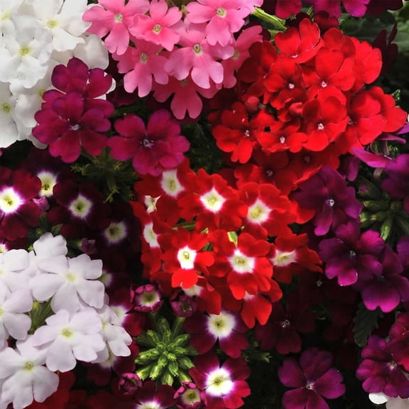 Verbena Quartz XP Series Mix ~25 Seeds – Dwarf 8-10" Mounding Plants | AAS Winner | Mildew Resistant | Full Sun Annual | Mix of Colors or Single Shades | Non-GMO