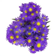 Mother's Day Assorted Filler Bunch (Fresh Cut Flowers)