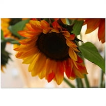 Trademark Fine Art "Sunflowers VII" Canvas Art by Martha Guerra, 16x24
