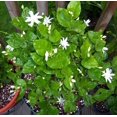 thumbnail image 2 of Arabian Tea Jasmine Plant - Belle of India - Sambac - 2.5" Pot, 2 of 3