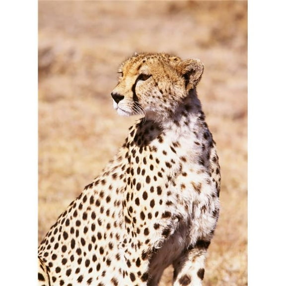 Cheetah In Maasai Mara Game Reserve Poster Print - 26 x 36 - Large