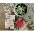 thumbnail image 2 of Tampon Tribe Reusable Menstrual Cup Always Leak Free Large Pink, 2 of 6