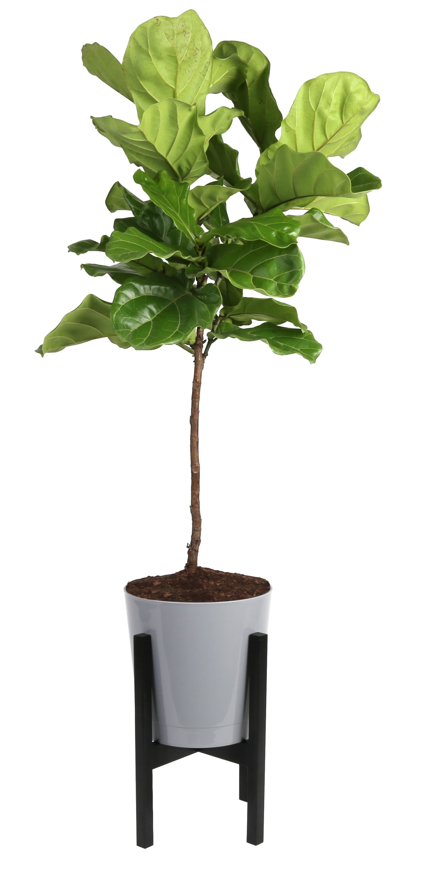 Costa Farms Live Indoor 3 to 4 Feet Tall Green Fiddle Leaf Fig; Bright