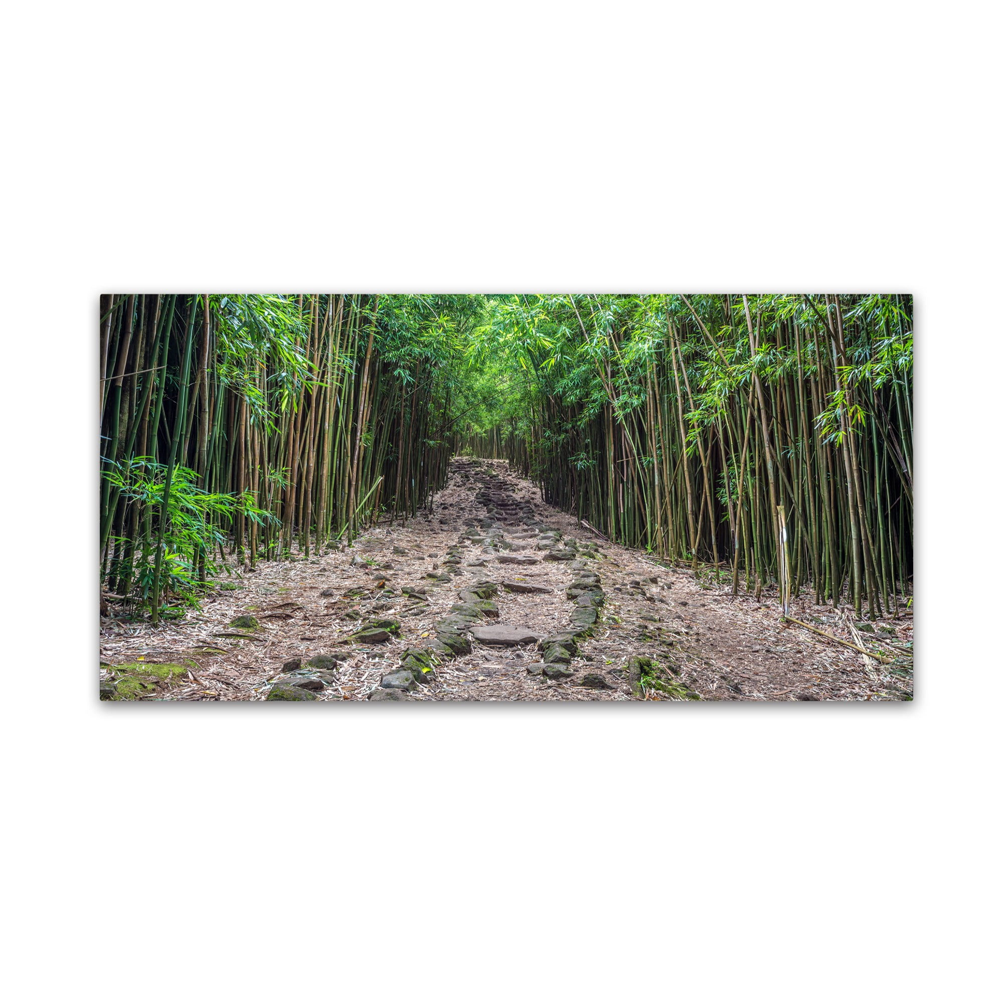 Trademark Fine Art 'Maui Bamboo Forest' Canvas Art by Pierre Leclerc