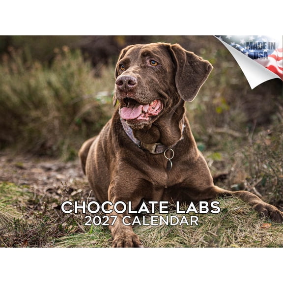 MegaCalendars Chocolate Labrador Retriever Wall Calendar 2026-2027, 14-Month, 12x9 In