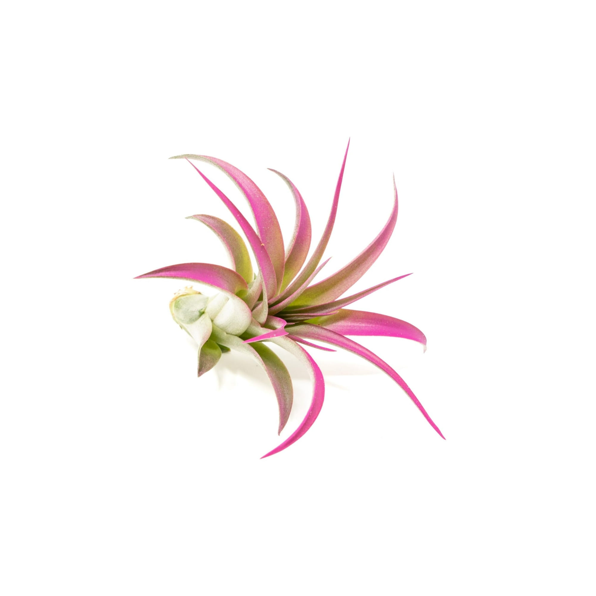 Fuchsia Colorful Tillandsia Air Plants - Long Lasting Color Enhanced Live Tillandsia Succulent House Plants - Home and Garden Decor - Easy Care Indoor/Outdoor Plants (Brachycaulos Abdita, Single)