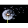 thumbnail image 2 of Hamiti, Bess 14x11 Gold Ornate Wood Framed with Double Matting Museum Art Print Titled - Dandelion Blowing, 2 of 4
