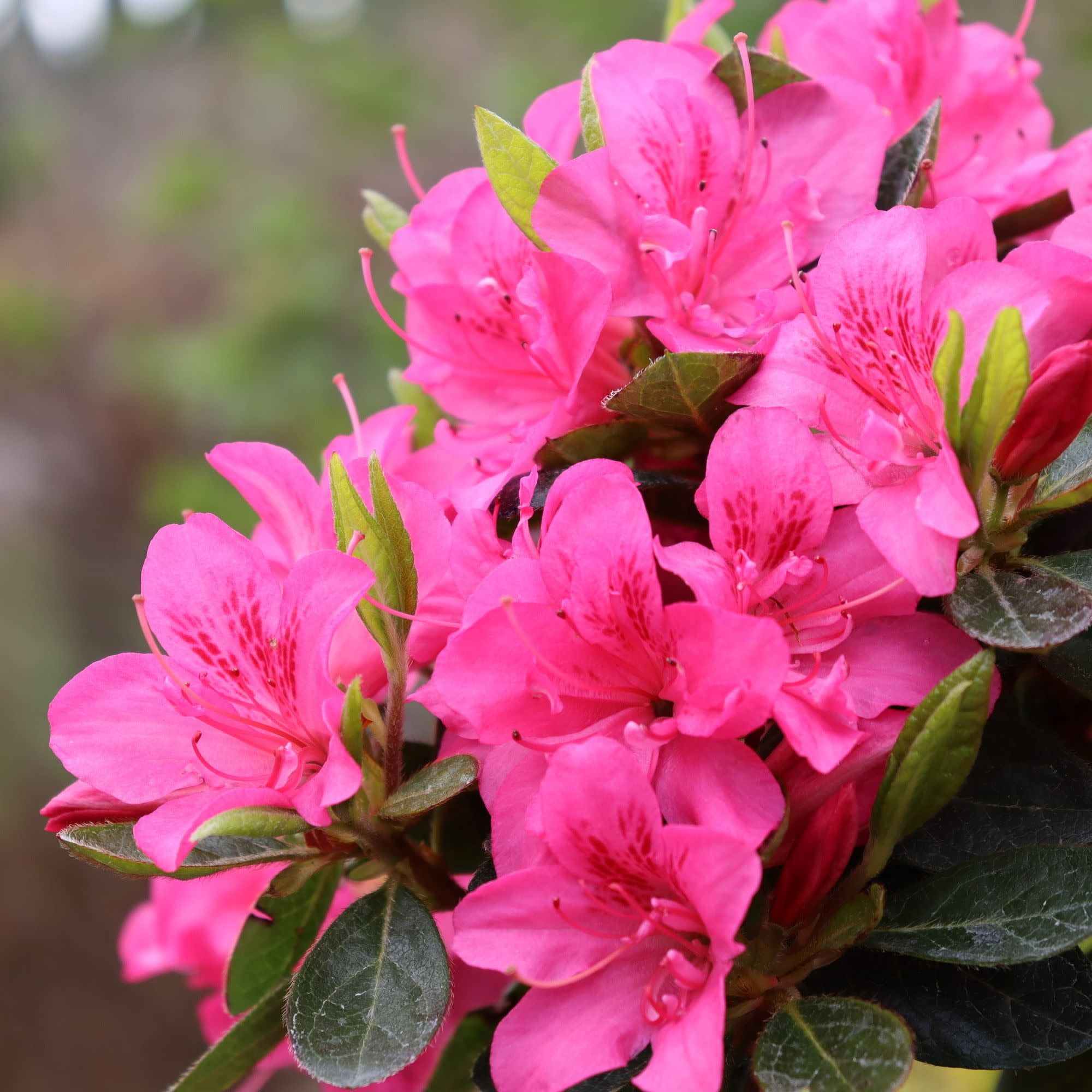Proven Winners ColorChoice 5" Perfecto Mundo Double Dark Pink Reblooming Azalea Live Plant in 4.5" Pot (4 Count)