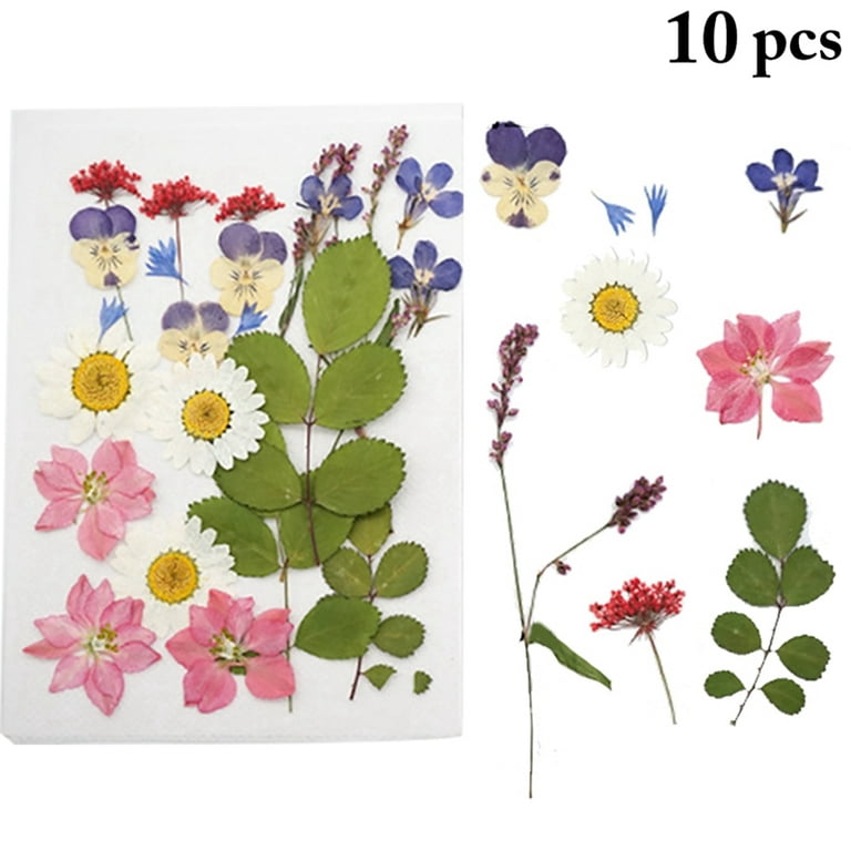 Dried Pressed Flowers for Crafts Pressed Flowers Mix Pack Dry Pressed  Flower Art Dried Real Flowers Card Making 145x106mm HM1027 