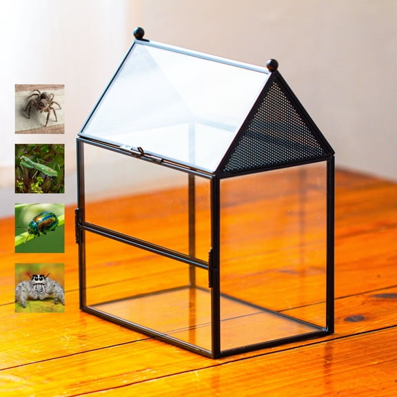 NCYP Glass Enclosure with Vent Holes for Jumping Spiders - 7.5" x 4.9" x 9", Small Closed Front Opening Terrarium, Home Decor Black (No Plants)