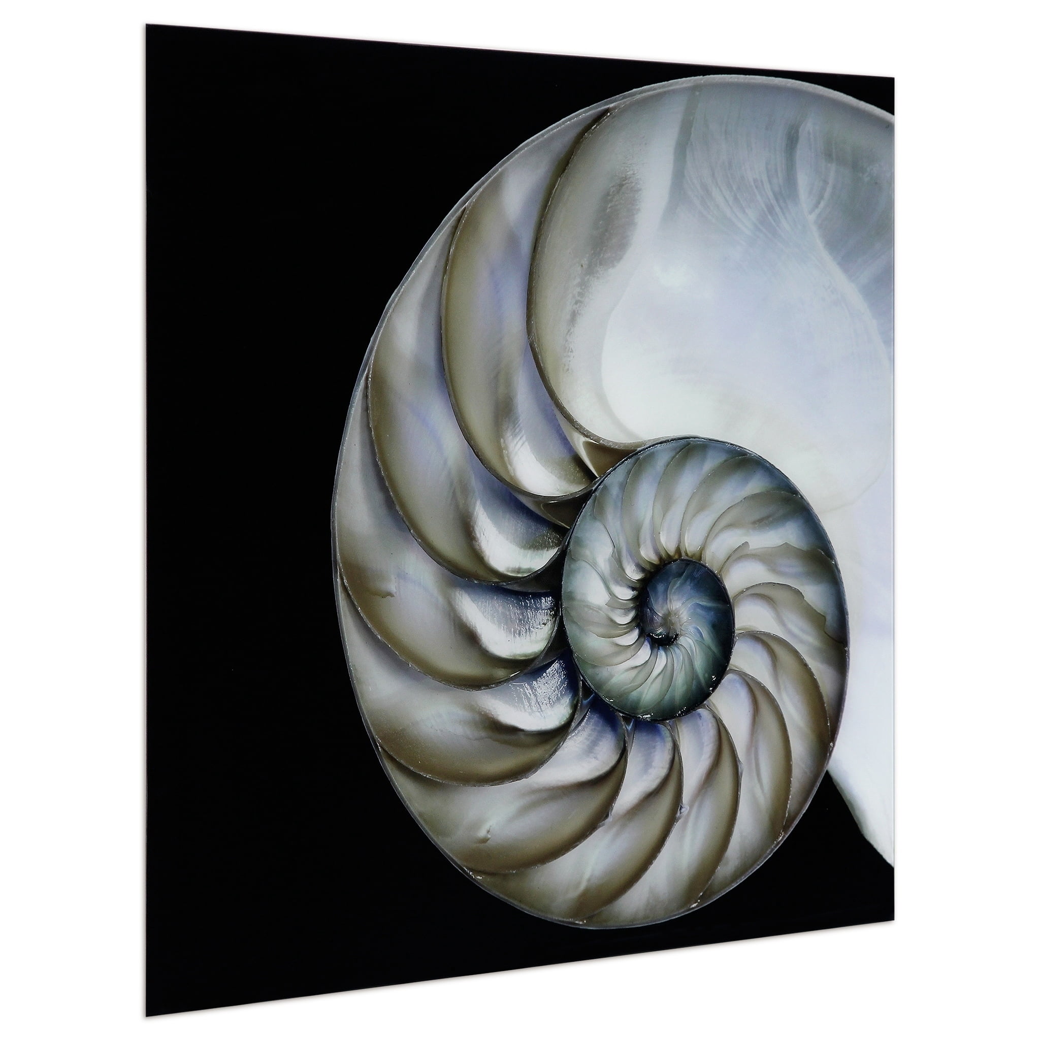 Empire Art Direct Pearly Nautilus Frameless Free Floating Tempered Glass Panel Graphic Wall Art, 36" x 36" x 0.2", Ready to Hang