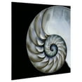 thumbnail image 3 of Empire Art Direct Pearly Nautilus Frameless Free Floating Tempered Glass Panel Graphic Wall Art, 36" x 36" x 0.2", Ready to Hang, 3 of 5