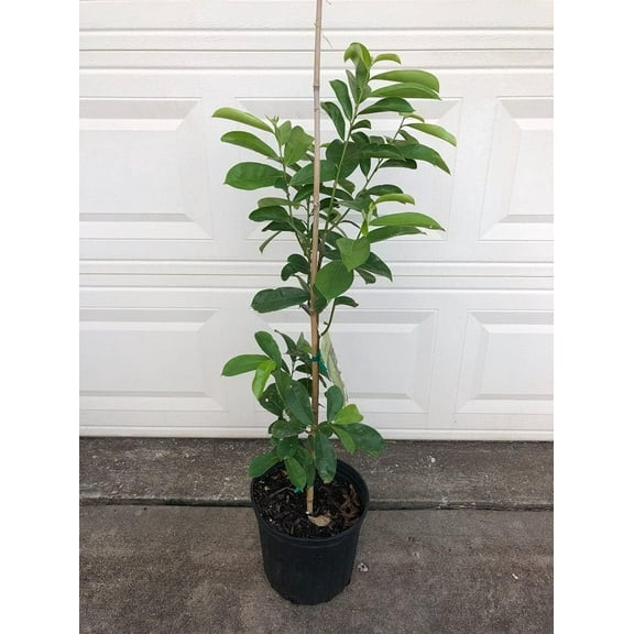Soursop Tree - Live Tree in a 3 Gallon Pot - Annona Muricata - Tropical Edible Fruit Bearing Tree