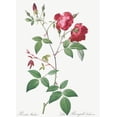 thumbnail image 2 of Redoute, Pierre Joseph 11x14 Black Ornate Wood Framed with Double Matting Museum Art Print Titled - Velvet China Rose, Rosa indica, 2 of 4