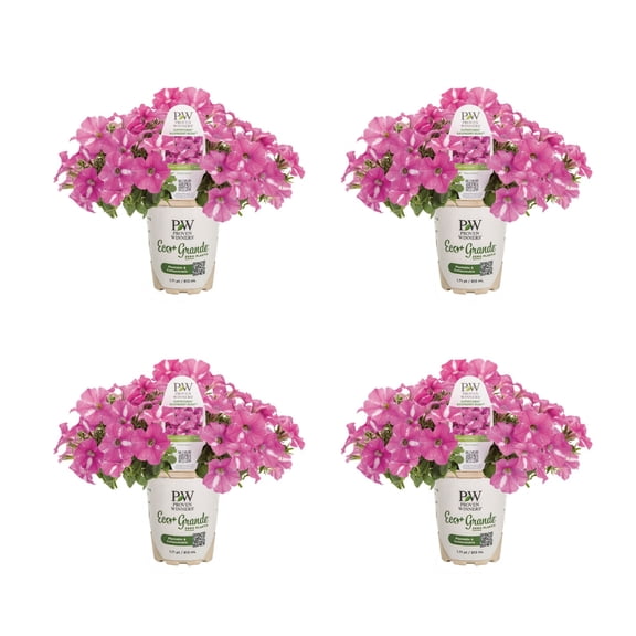 Proven Winners 4" Pink Supertunia Raspberry Rush Petunia Live Plant in 4.25" Pot (4 Count)