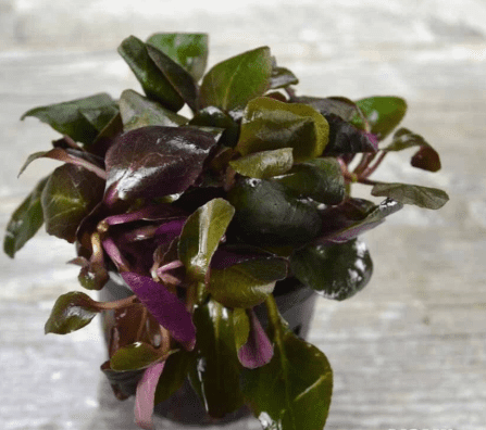 Lobelia Cardinalis Live Aquarium Plant – Freshwater Aquatic Plant for Midground/Background