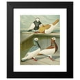 thumbnail image 2 of Gustav Prütz 15x18 Black Modern Framed Museum Art Print Titled - Hungarian White-Headed Elster-Tummler (1884-1886), 2 of 5