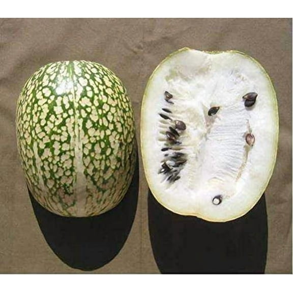 10 Seeds Shark fin Melon chilacayote fig leaved Malabar Gourd Heirloom Very Rare