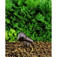 thumbnail image 3 of Kichler 6 1/4" High Textured Black Accent Spot Light, 3 of 5