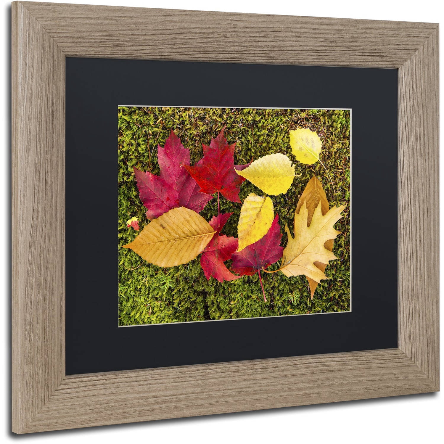 Trademark Fine Art "Leaves on Moss" Canvas Art by Michael Blanchette Photography Black Matte, Birch Frame