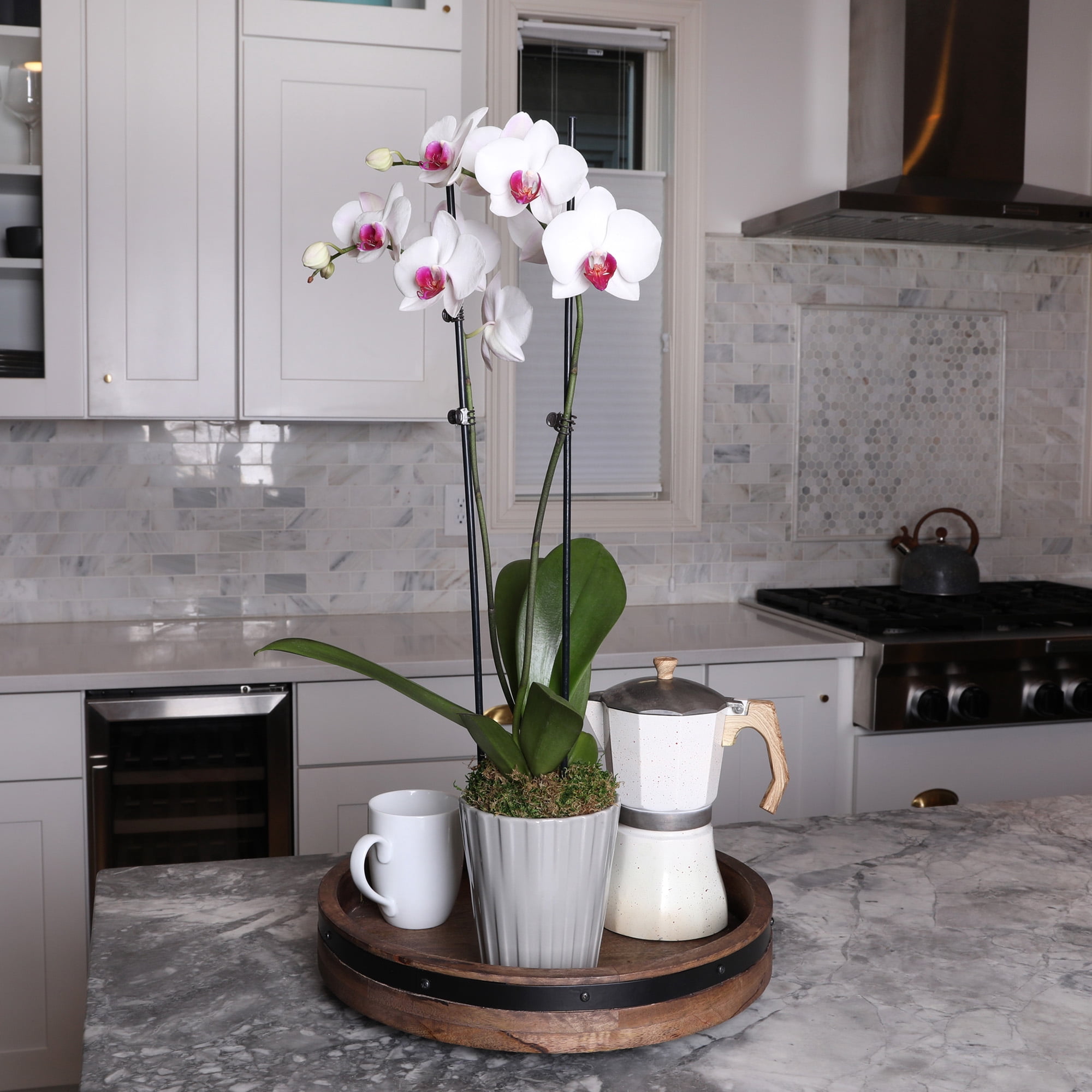 Just Add Ice 16-30" White and Purple Premium Orchid Live Plant in 5" Grey Ceramic Pot, House Plant