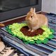 thumbnail image 3 of Productos para mascotas Alfombrilla para olfatear perros, Perro de alimentación lenta, Alfombrilla para dispensar alimentos, Alfombrilla para entrenamiento de nariz para mascotas, Almohadill, 3 of 5