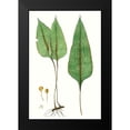 thumbnail image 2 of Vision Studio 17x24 Black Modern Framed Museum Art Print Titled - Fern Foliage VI, 2 of 5
