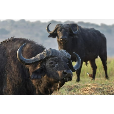 Cape buffalo (Syncerus caffer), Chobe river, Botswana, Africa Print Wall Art By Ann and Steve