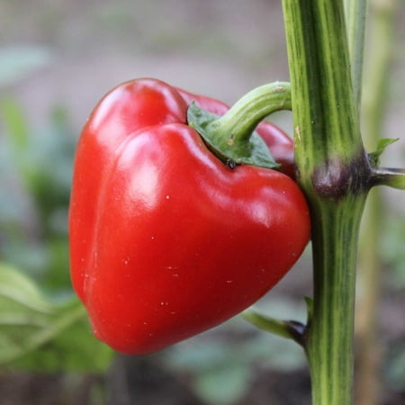 Mini Bell Red Sweet Pepper Garden Seeds - 500 Seeds - Non ...