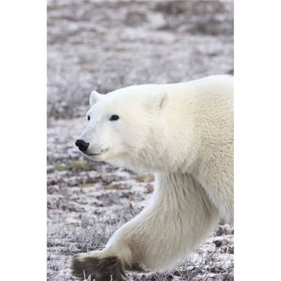 A Polar Bear Poster Print by Richard Wear, 11 x 17