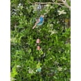 thumbnail image 3 of STC World Bird Wind Chime Charm Colorful Stained Glass Copper Metal Finish Garden Yard Lawn Outdoor 30" L (Blue), 3 of 6