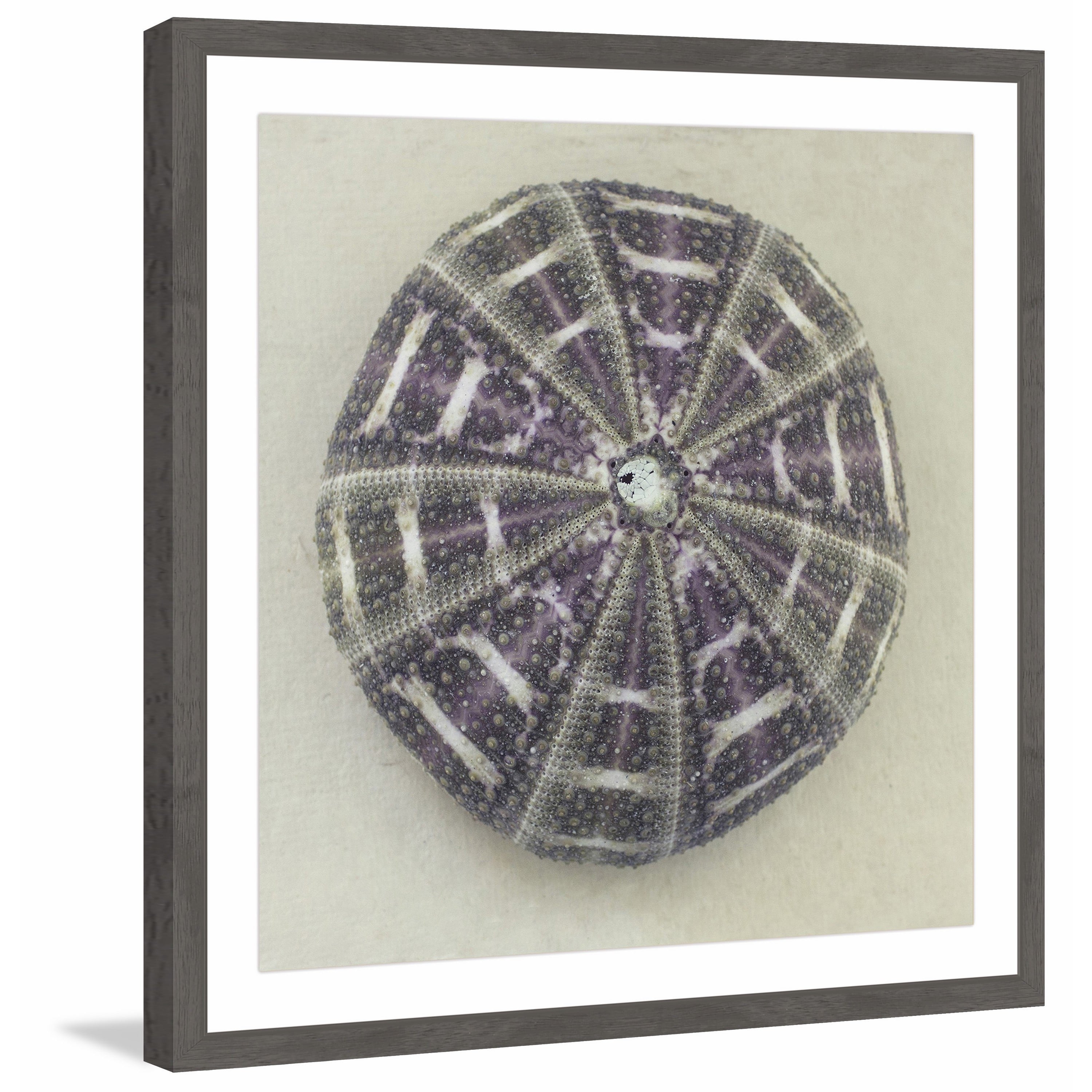 "Sea Urchin Shell" Framed Painting Print