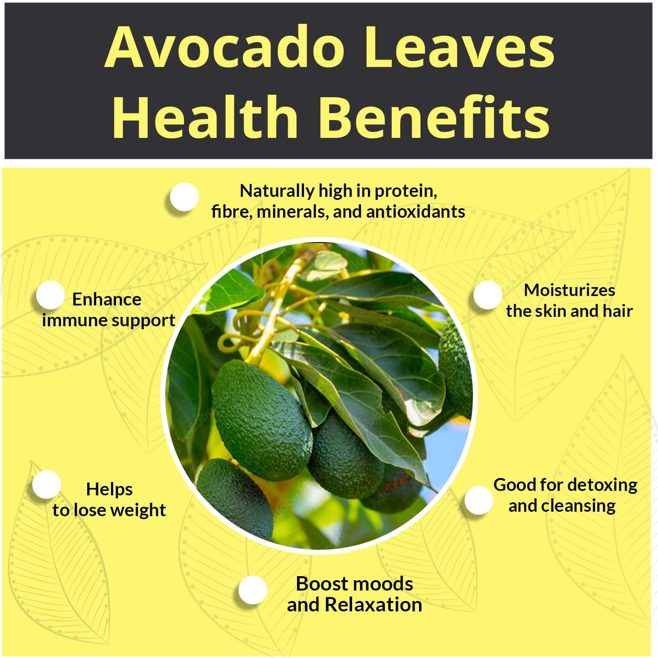 avocado leaves benefits () avocado leaves benefits