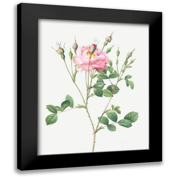 Redoute, Pierre Joseph 12x14 Black Modern Framed Museum Art Print Titled - Anemone Flowered Sweetbriar, Rusty Rose with Anemone Flowers
