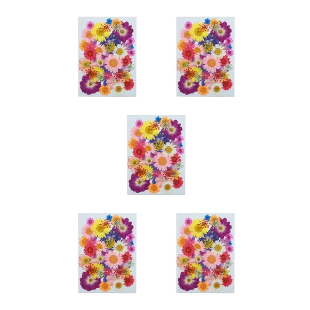 Monstrate Flores secas naturales hechas a mano, flores prensadas en relieve artísticas, decoración de joyería seca, regalos para tarjetas de boda, Primavera 5piezas Monstrate CBP189756