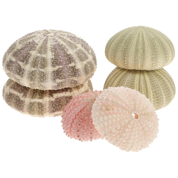 6 piezas de decoración de erizos de mar para macetas de plantas aéreas, decoración de mesa con erizos de mar, decoración para peceras