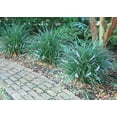 thumbnail image 3 of Evergreen Giant Liriope Muscari - 30 Live Plants - Drought Tolerant Low Maintenance Evergreen Groundcover Grass, 3 of 8