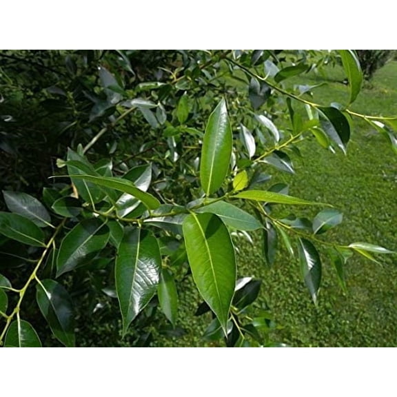 Bay Leaf Willow Bonsai Tree Cutting - Nice Thick Trunk - Indoor/Outdoor Bonsai Tree Plant
